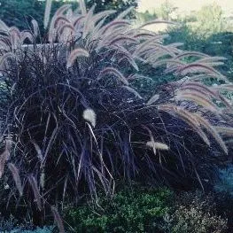 thumbnail for publication: Pennisetum setaceum 'Rubrum' Purple Fountain Grass